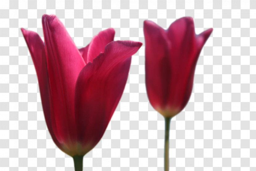 Plant Stem Tulip Lilies Petal Close-up Transparent PNG