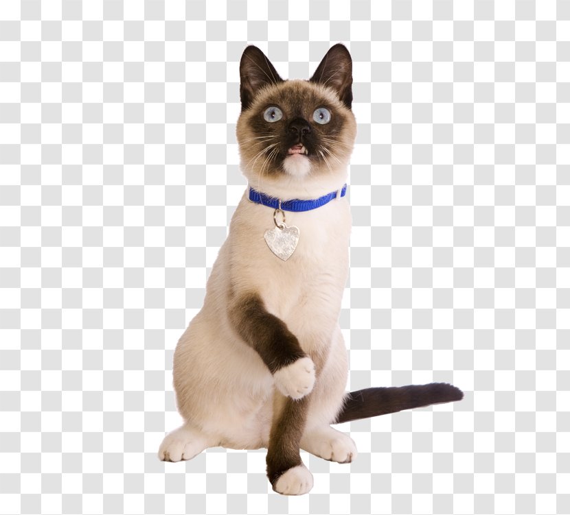 Siamese Cat Thai Domestic Short-haired Whiskers Food Transparent PNG