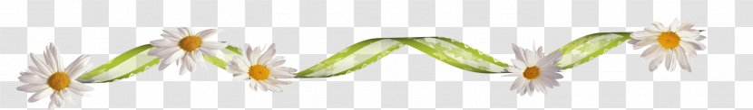Picture Frames Raster Graphics Flower Clip Art - Wordpress - Camomile Transparent PNG