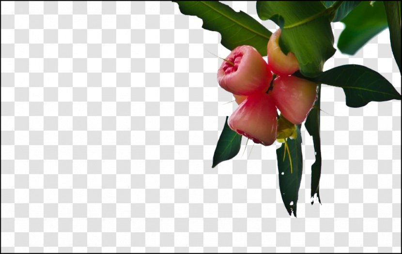 Apple Crisp Java Fruit - Plant - Wax Tree Picture Material Transparent PNG
