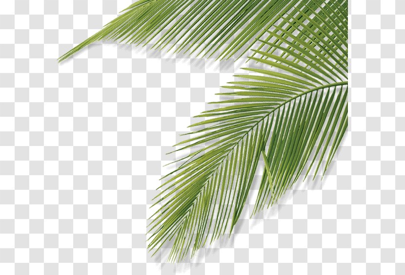 Asian Palmyra Palm Web Design Leaf Activities Brendly | Website Laten Maken Nieuwe Stijl - Tree Transparent PNG