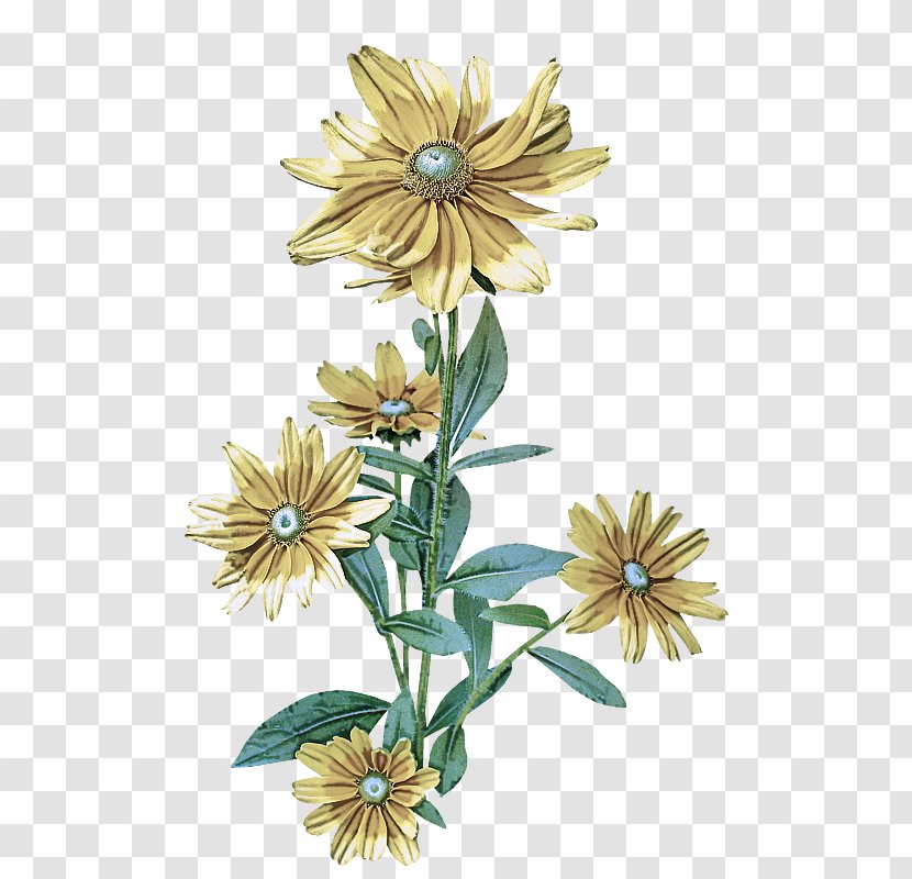 Sunflower - Plant - Daisy Family African Transparent PNG