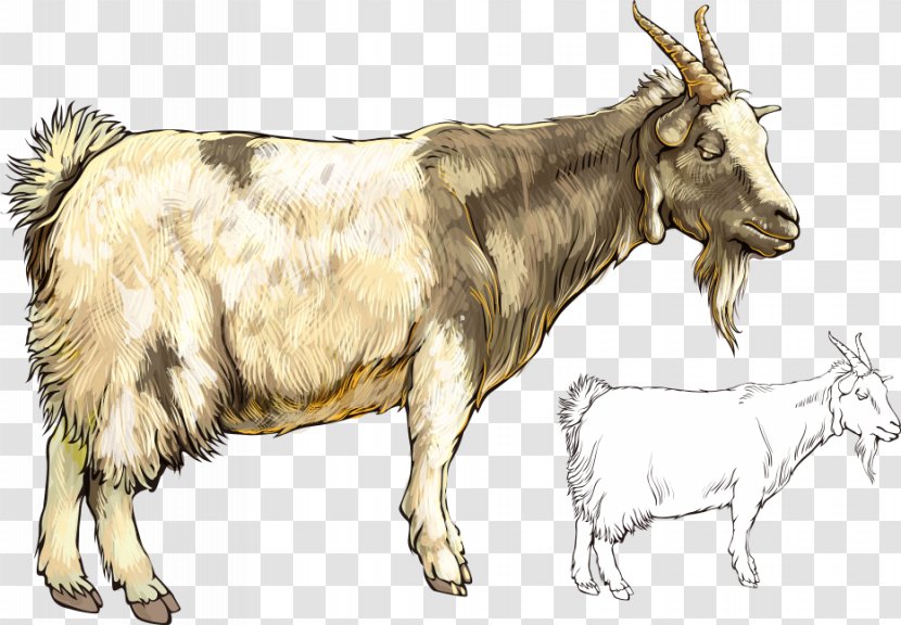Sheepu2013goat Hybrid - Mammal - Vector Cartoon Painted Goat Transparent PNG