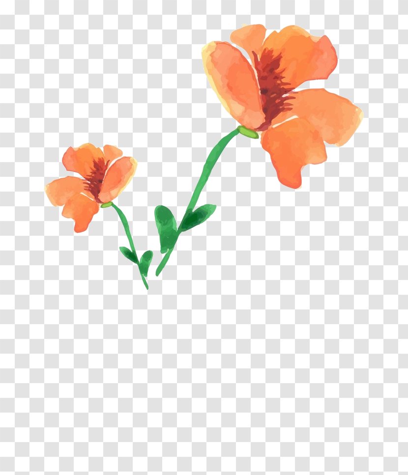 Watercolor: Flowers Watercolor Painting Illustration Watercolour - Flowering Plant - Agapanthus Transparent PNG