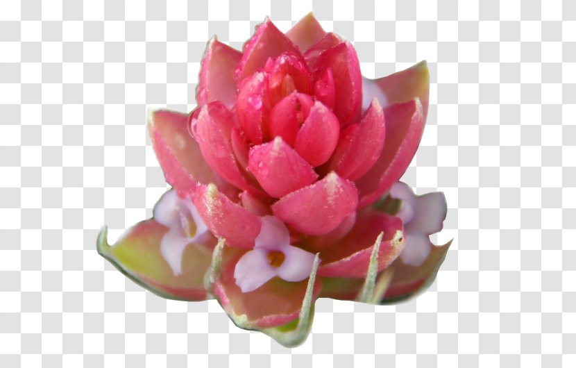 Petal Pink M Cut Flowers Proteales RTV - Candy Cotton Transparent PNG