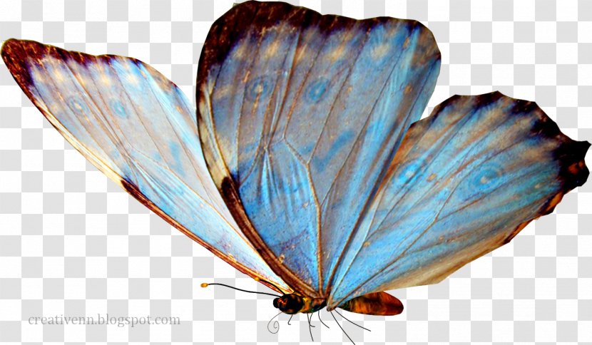 Butterfly Clip Art - Gimp - Blue Transparent PNG