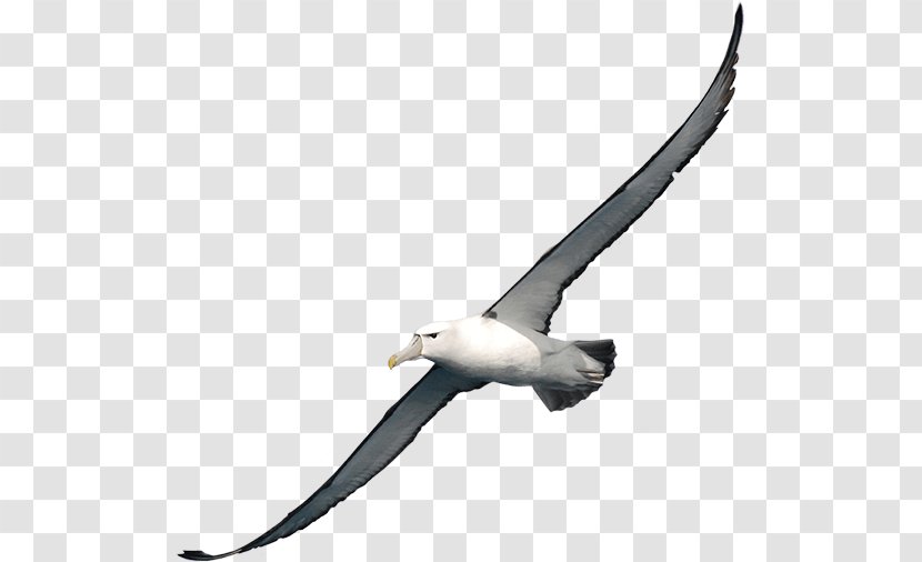 Albatross Bird Clip Art - Openoffice Draw - Clipart Transparent PNG