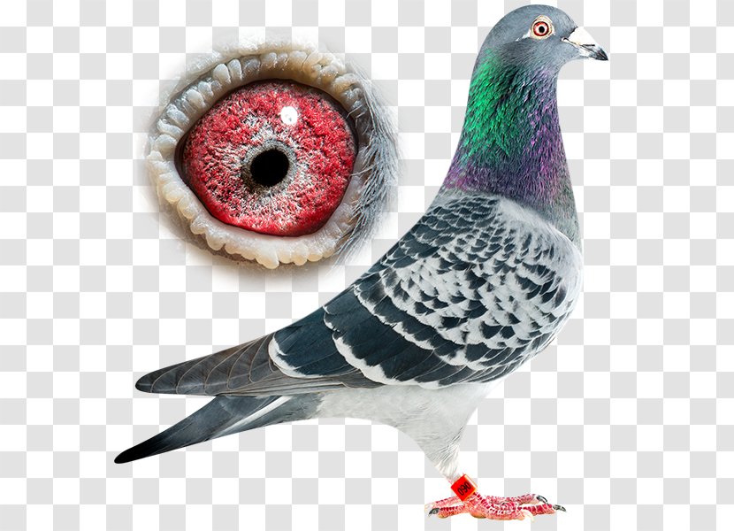 Bird Columbidae Pigeon Racing Batenburg Yellow Pigeons - English - Usain Bolt Transparent PNG