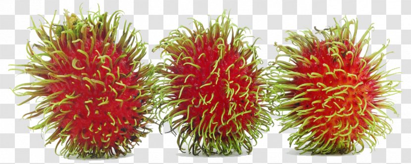 Rambutan Longan Thai Cuisine Fruit Lychee - Food Transparent PNG