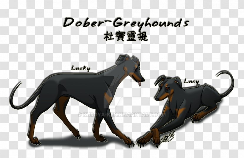 Dog Breed Italian Greyhound Sloughi Manchester Terrier Spanish - Carnivoran Transparent PNG