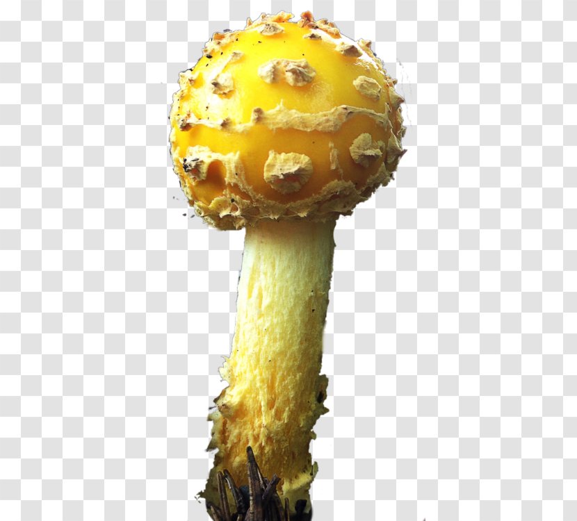 Edible Mushroom Fungus Medicinal Fungi Medicine - Poisoning Transparent PNG