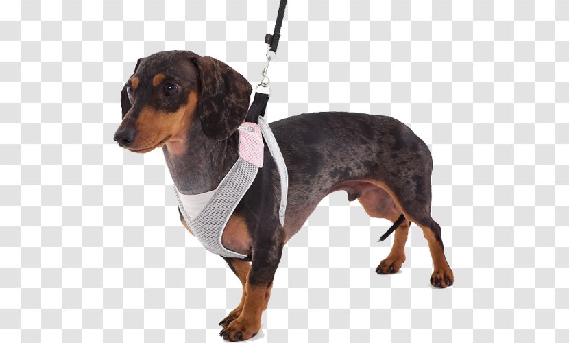 Dachshund Dog Harness Doggles Horse Harnesses - Walking Transparent PNG