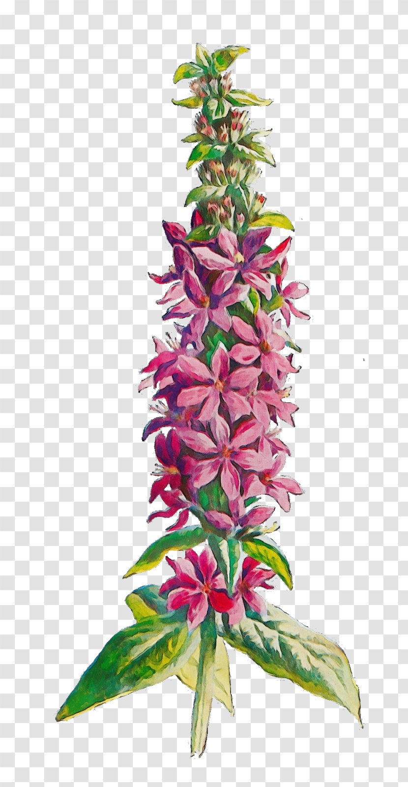 Flower Plant Aquarium Decor Pink Terrestrial - Watercolor - Pedicel Lobelia Transparent PNG