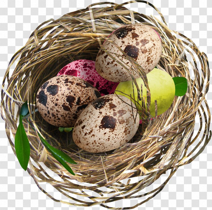 Bird Egg Nest Easter Transparent PNG