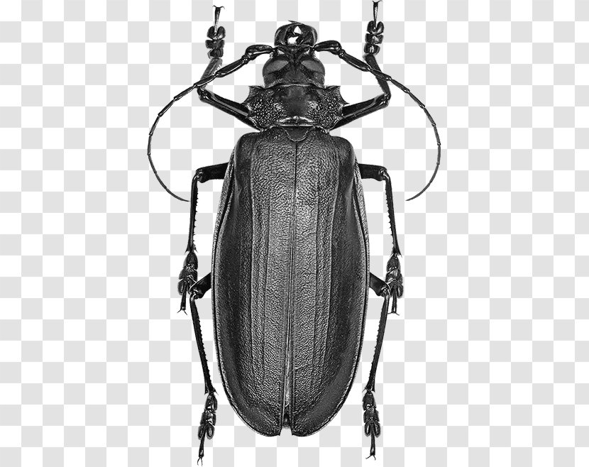 Titan Beetle Hercules Licinus Fly - Rhinotia Hemistictus Transparent PNG