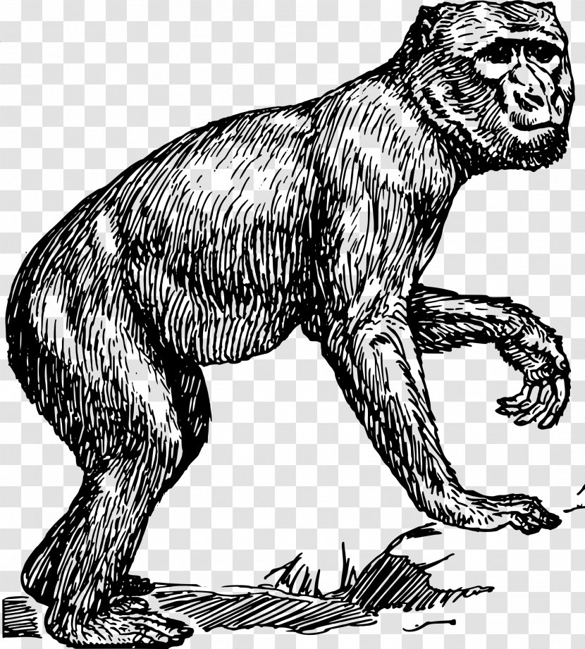 Primate Gorilla Chimpanzee Monkey Barbary Macaque - Mammal Transparent PNG