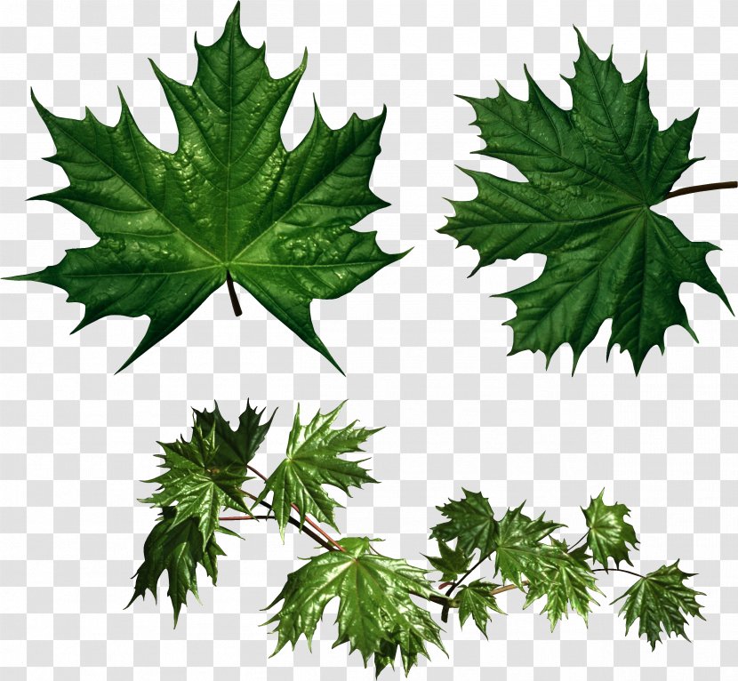 Maple Leaf Clip Art Sugar Red - Plant Transparent PNG