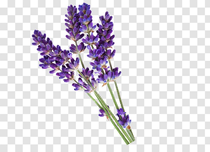 English Lavender Essential Oil PiperWai Cosmetics - Odor Transparent PNG
