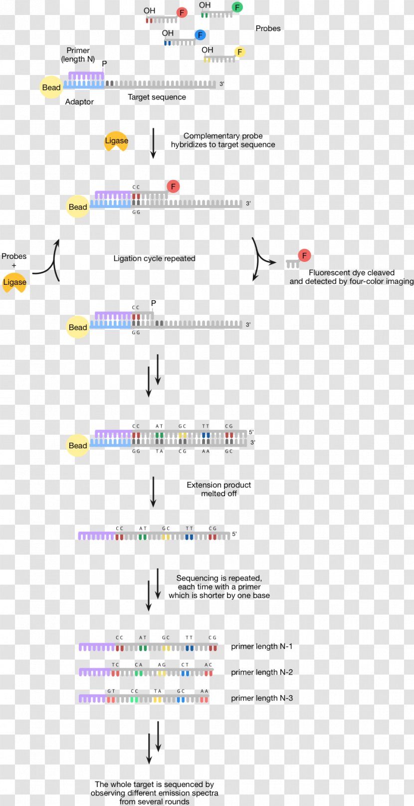 Human Genome Project Sequencing By Ligation DNA ABI Solid Massive Parallel - Dna Ligase Transparent PNG