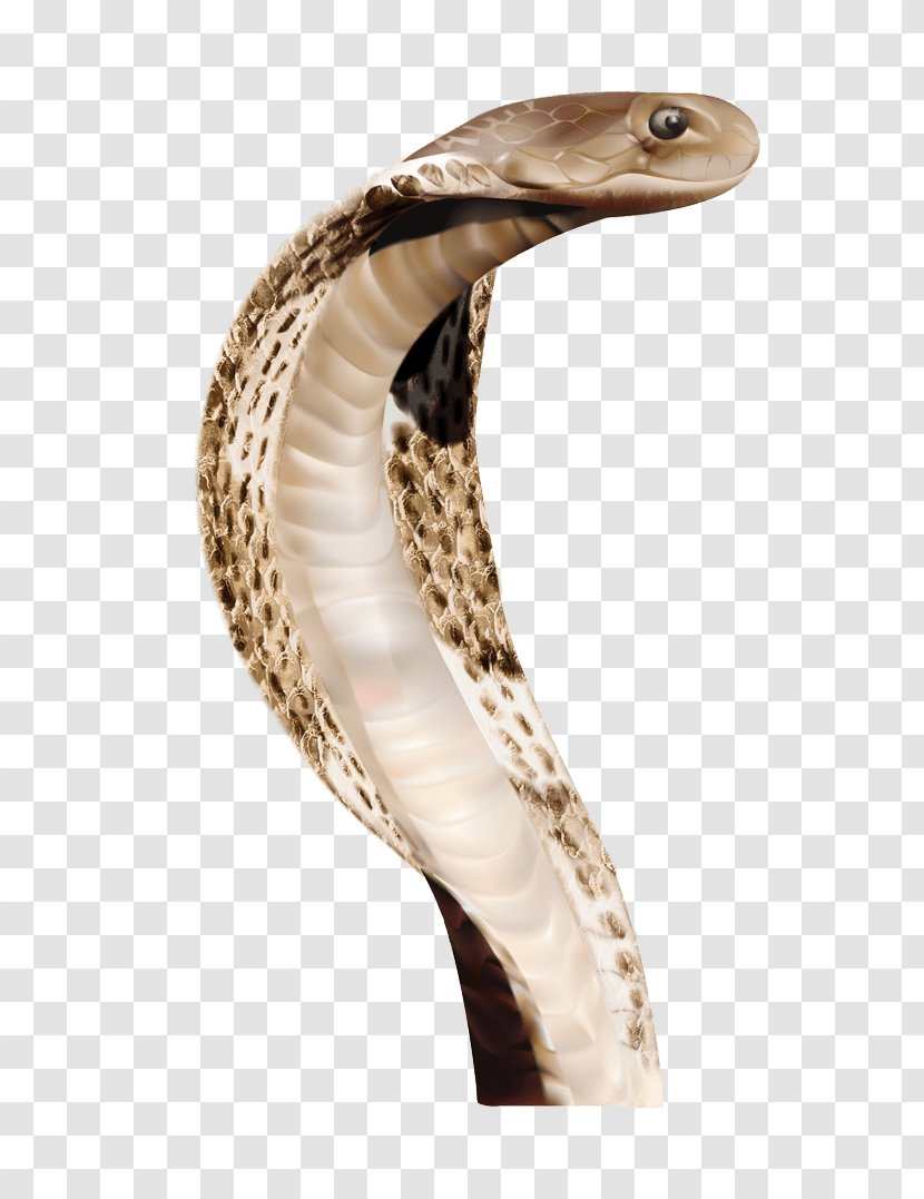 Snake King Cobra - Reptile - Anaconda File Transparent PNG