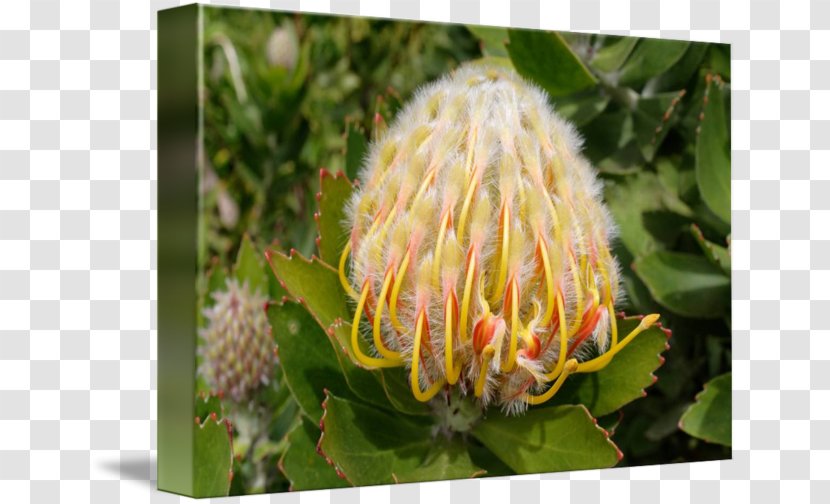 Sugarbushes Close-up Pollen - Protea - Proteas Transparent PNG