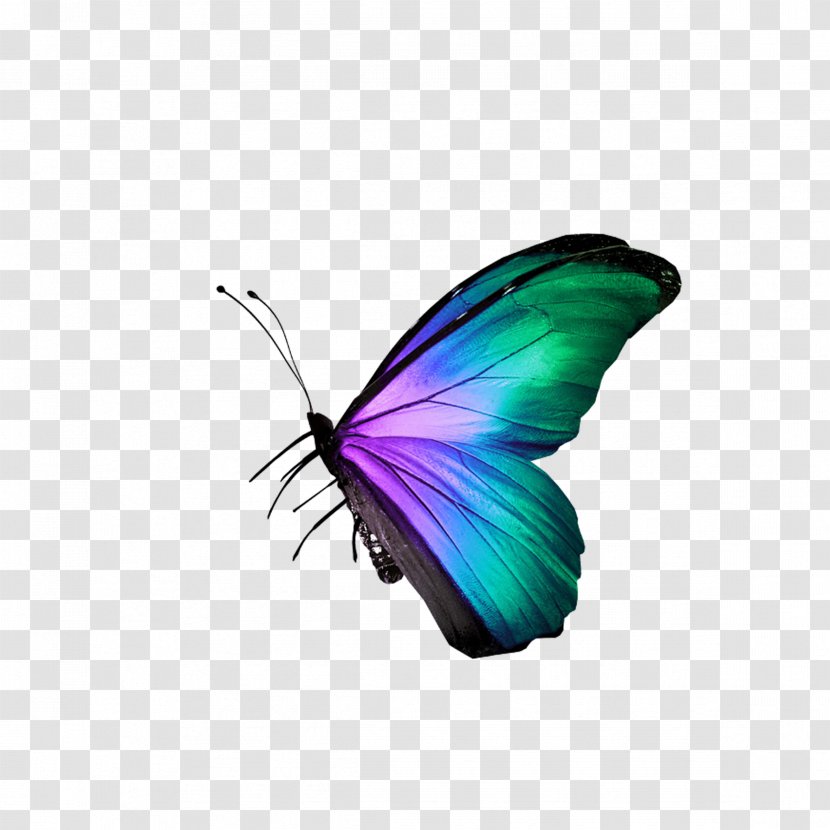 Butterfly Raster Graphics Icon Transparent PNG