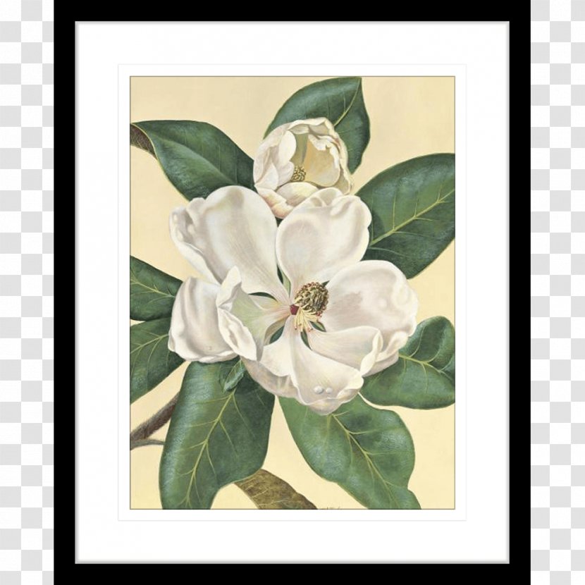 Magnolia Paper Printing Christmas Picture Frames - Flower Transparent PNG