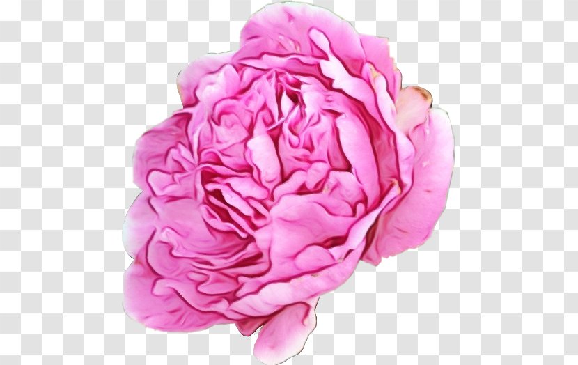 Garden Roses - Cut Flowers Peony Transparent PNG