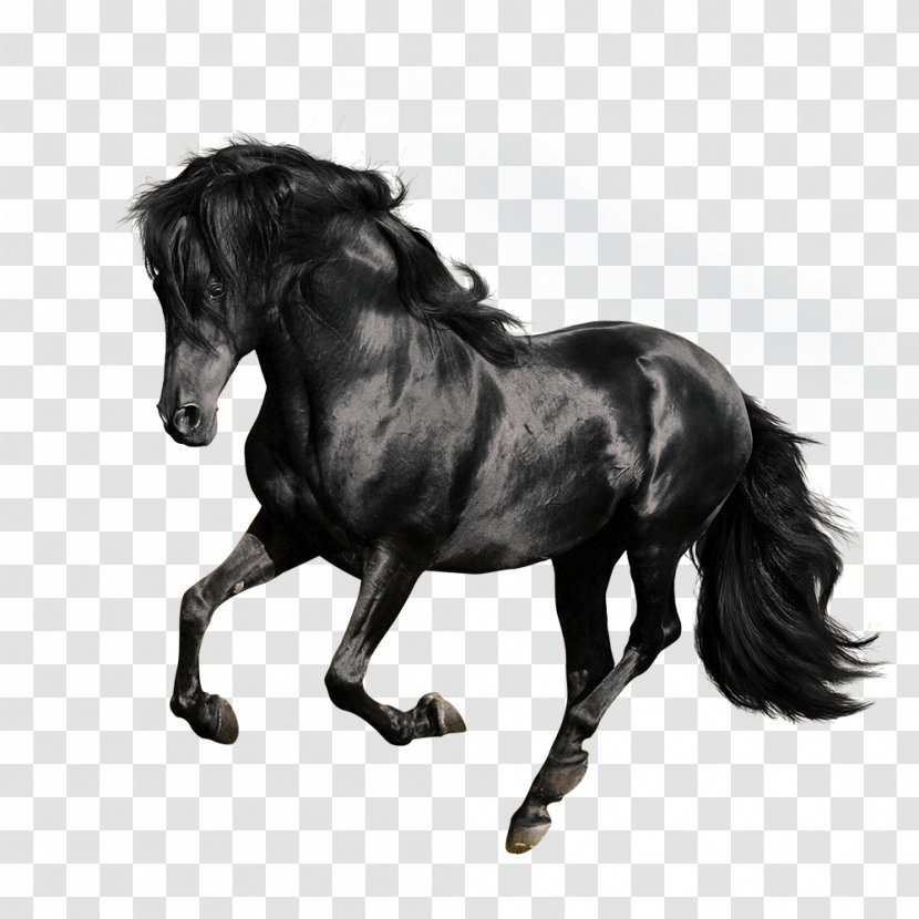 Andalusian Horse American Quarter Arabian Gallop Stallion - Stock - Black Galloping Horses Transparent PNG