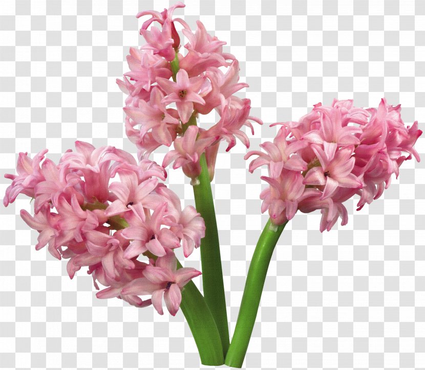 Advertising Flower Bible Kaoani Michelle - Herbaceous Plant - Hyacinth Transparent PNG