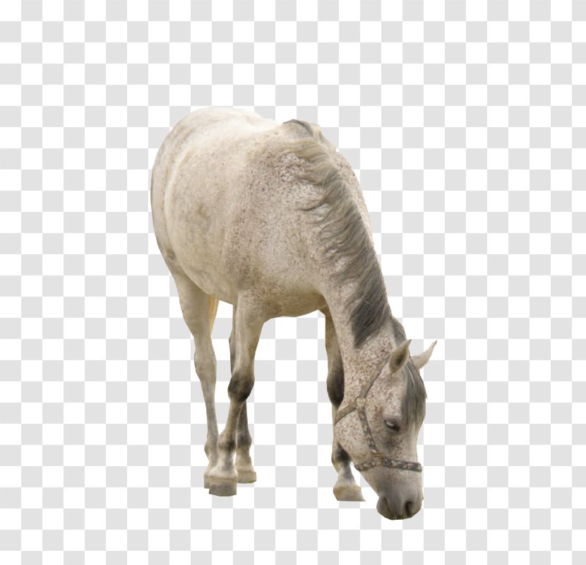 Horse Donkey Mare Stallion - Pack Animal Transparent PNG