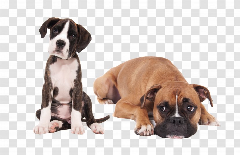 Boxer Puppy English Mastiff Bullmastiff Miniature Schnauzer - Bichon Frise Transparent PNG