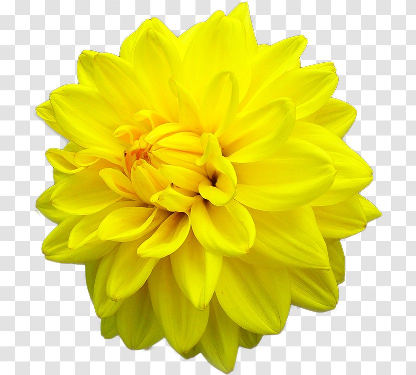 Dahlia Flower Yellow Stock Photography Color - Botany Transparent PNG