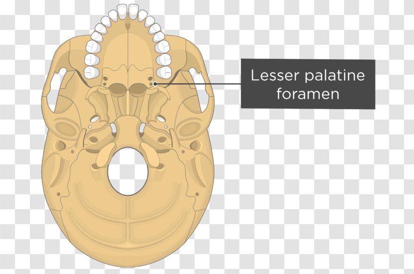 Pterygoid Processes Of The Sphenoid Hamulus Medial Muscle Lateral Bone - Flower - Skull Transparent PNG