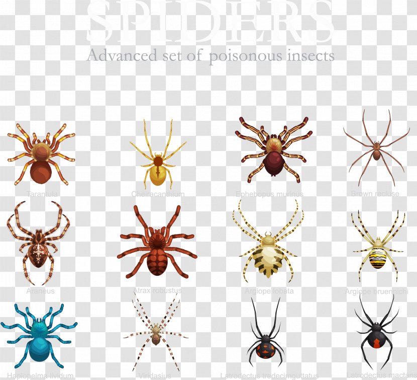 Spider Insect Stock Illustration - Royalty Free - Vector Variety Of Spiders Transparent PNG