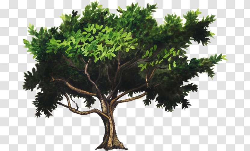 Tree - Branch - Urban Farm Transparent PNG