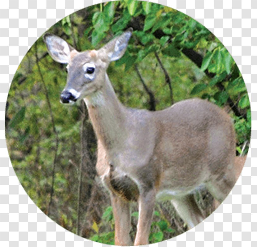 White-tailed Deer Tree Health Garden - White Tailed Transparent PNG
