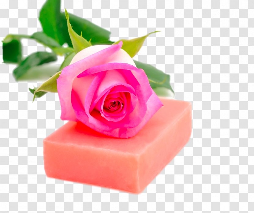 Soap Rose Cosmetics Flavor Flower - Rosa Centifolia Transparent PNG
