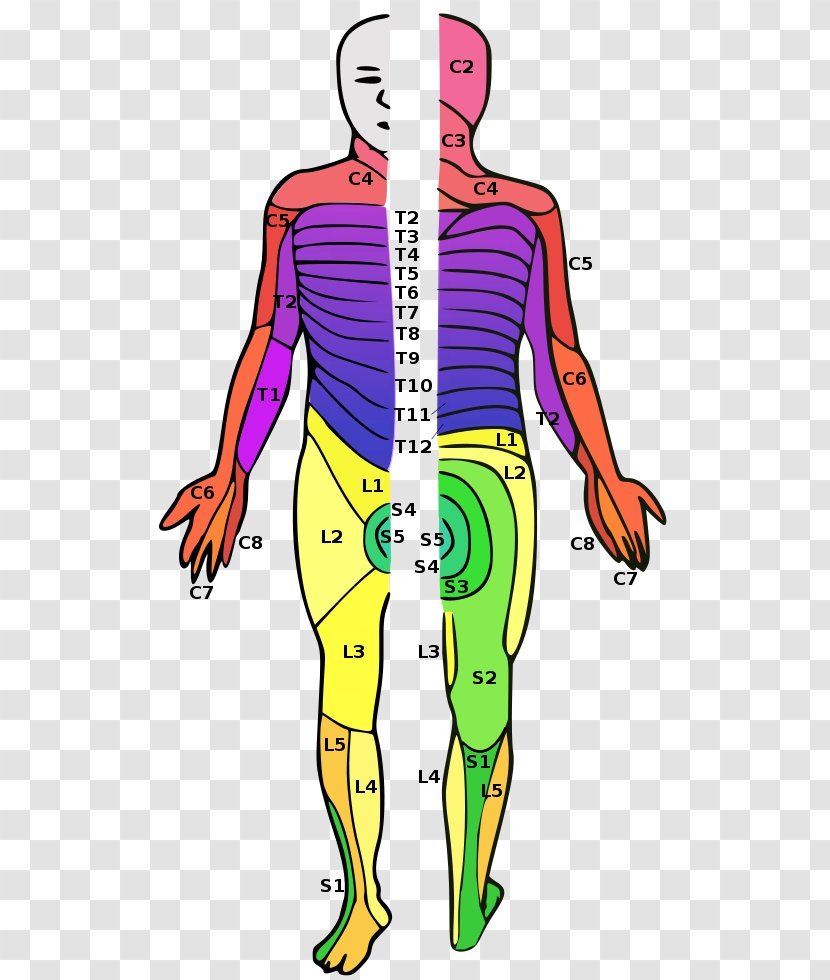 Dermatome Spinal Cord Injury Nerve Vertebral Column - Frame - Neck Bloodstain Transparent PNG