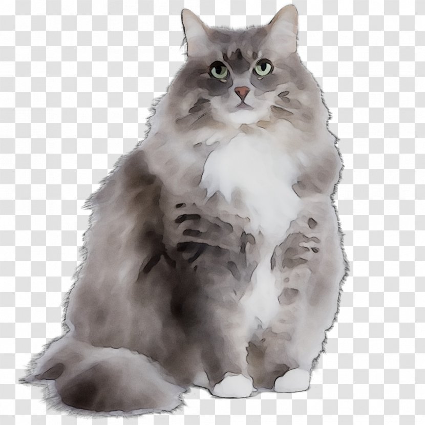 Persian Cat Asian Semi-longhair Siberian Maine Coon Norwegian Forest - Domestic Longhaired Transparent PNG