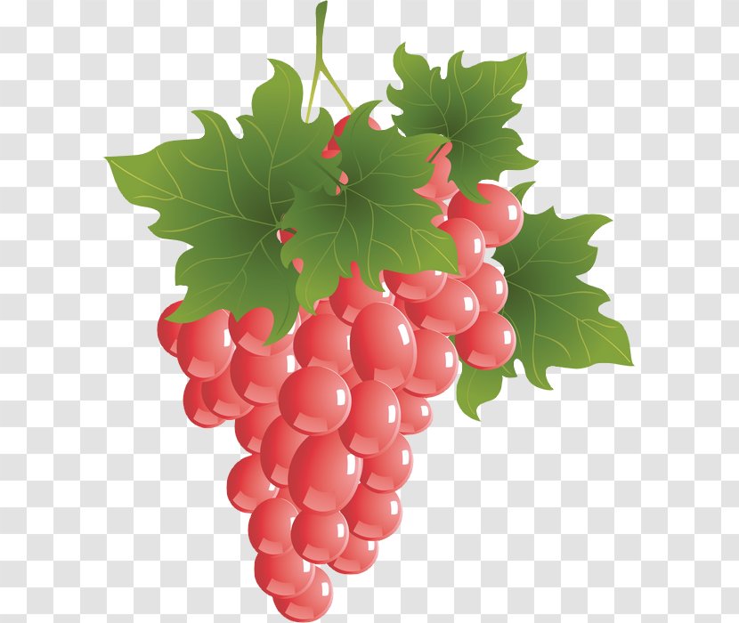 Zante Currant Grapevines Sultana Drawing - Natural Foods - Raisin Transparent PNG