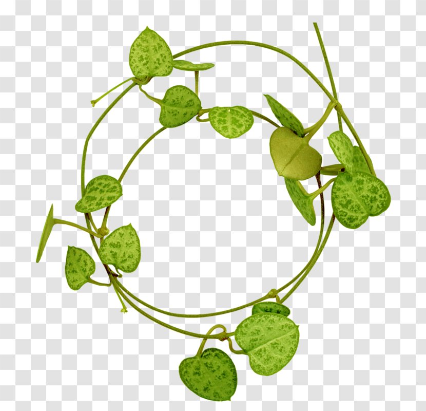 Leaf Photography Clip Art - Plant Stem Transparent PNG