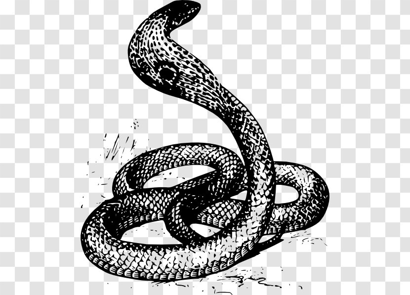Snake Drawing King Cobra Clip Art - Elapidae Transparent PNG