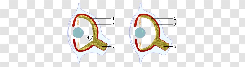 Octopus Cephalopod Eye Human Blind Spot - Cartoon - Blank Diagram Transparent PNG