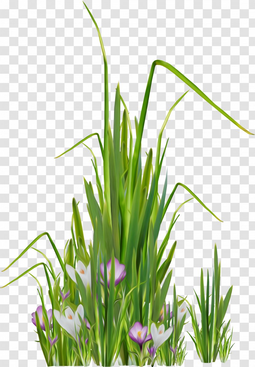 Lawn Meadow Clip Art - Raster Graphics - Grass Transparent PNG