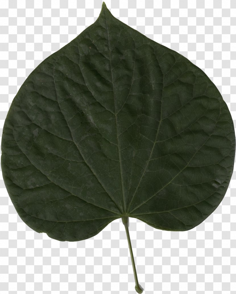 Eastern Redbud Leaf Cercis Chinensis Siliquastrum Tree - Bud Transparent PNG