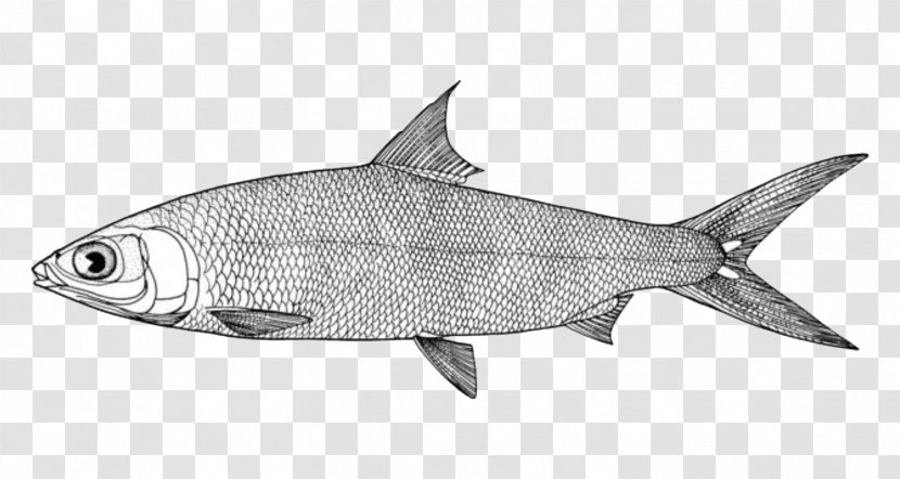 Milkfish New York City Drawing Image - Fish Transparent PNG