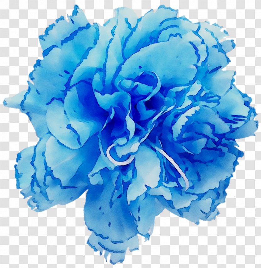 Garden Roses Blue Rose Cabbage Cut Flowers - Bouquet - Carnation Transparent PNG