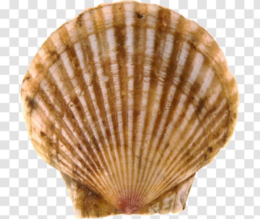 Cockle Seashell Conchology Google Images Transparent PNG