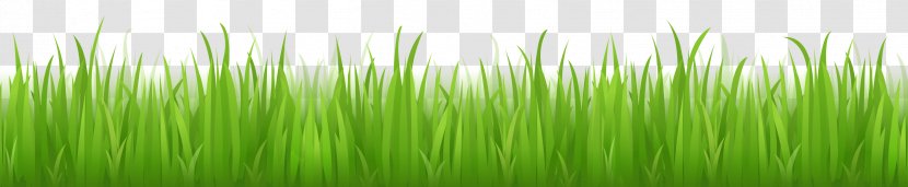 Drawing Clip Art - Plant Stem - Grass Image, Green Picture Transparent PNG